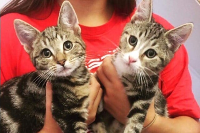 cats-for-adoption